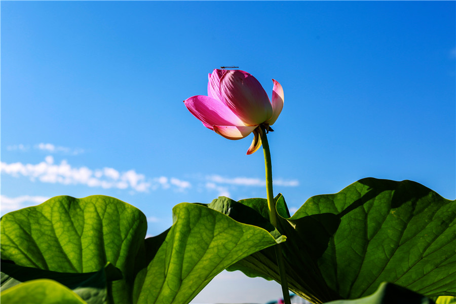 新聞名稱：夏天的故事
添加日期：2019-07-24 11:36:02
浏覽次數(shù)：3217